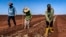 Agricultores cubanos preparan la tierra para el cultivo