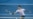 Copa Hopman de tenis: La Suiza de Federer venció a Alemania