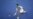 Federer es operado de una rodilla