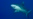 Científicos temen merma de tiburones en aguas cubanas