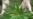 Cuba descarta legalizar la marihuana