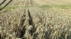 Cultivos de maíz en Eldon, Iowa, Estados Unidos. (Reuters/Kia Johnson).