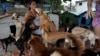 Noris Pérez tiene un refugio privado para animales en su casa en La Habana. YAMIL LAGE / AFP